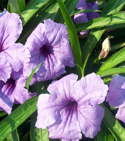 Mexican Petunia Katie